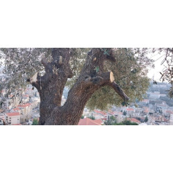 Bougeoir en bois d'olivier, de Zahlé - Liban, Aamali